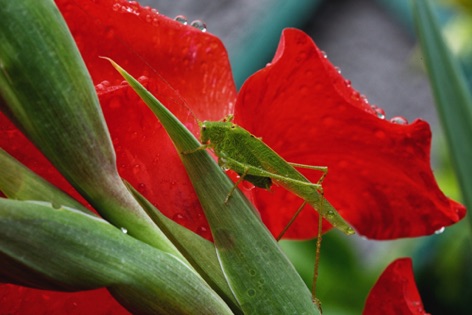 Cavalletta sul gladiolo